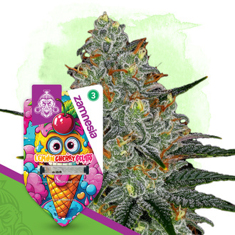 Lemon Cherry Gelato (Zamnesia Seeds) feminizada