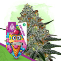 Lemon Cherry Gelato (Zamnesia Seeds) feminizada