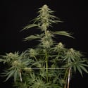 Lemon Cherry Gelato (Zamnesia Seeds) feminizada