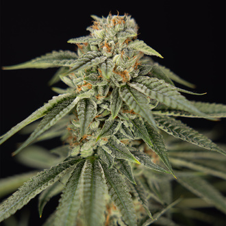 Lemon Cherry Gelato (Zamnesia Seeds) feminizada