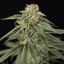 Lemon Cherry Gelato (Zamnesia Seeds) feminizada