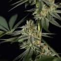 Lemon Cherry Gelato (Zamnesia Seeds) feminizada