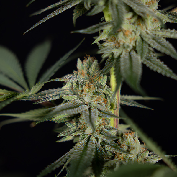 Lemon Cherry Gelato (Zamnesia Seeds) feminizada