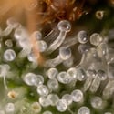 Lemon Cherry Gelato (Zamnesia Seeds) feminizada