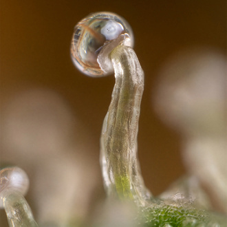 Lemon Cherry Gelato (Zamnesia Seeds) feminizada