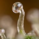 Lemon Cherry Gelato (Zamnesia Seeds) feminizada