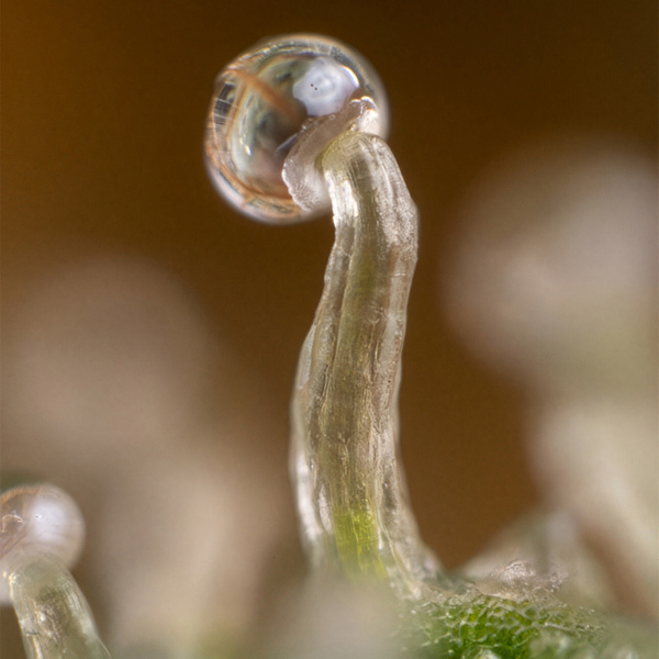 Lemon Cherry Gelato (Zamnesia Seeds) feminizada