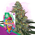 Lemon Cherry Gelato Autoflorescentes (Zamnesia Seeds) feminizadas