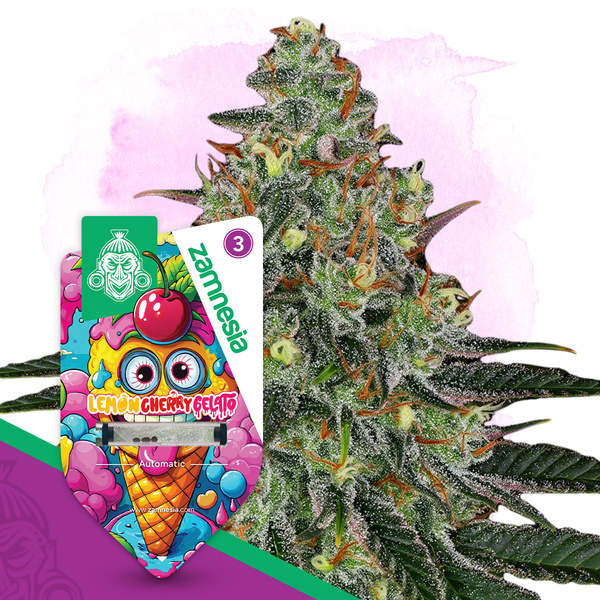 Lemon Cherry Gelato Autoflorescentes (Zamnesia Seeds) feminizadas