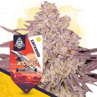 Jet Fuel (Zamnesia Seeds) Feminizada
