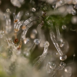 Jet Fuel (Zamnesia Seeds) Feminizada