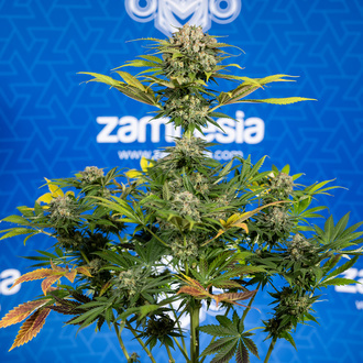 Jet Fuel (Zamnesia Seeds) Feminizada
