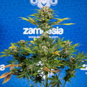 Jet Fuel (Zamnesia Seeds) Feminizada