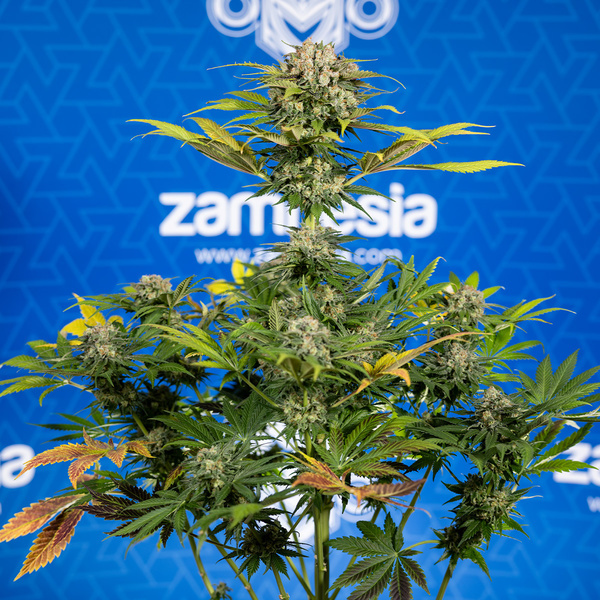 Jet Fuel (Zamnesia Seeds) Feminizada