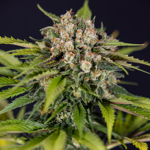 Jet Fuel (Zamnesia Seeds) Feminizada