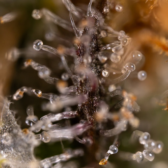 Jet Fuel (Zamnesia Seeds) Feminizada