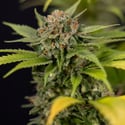 Jet Fuel (Zamnesia Seeds) Feminizada