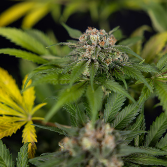 Jet Fuel (Zamnesia Seeds) Feminizada