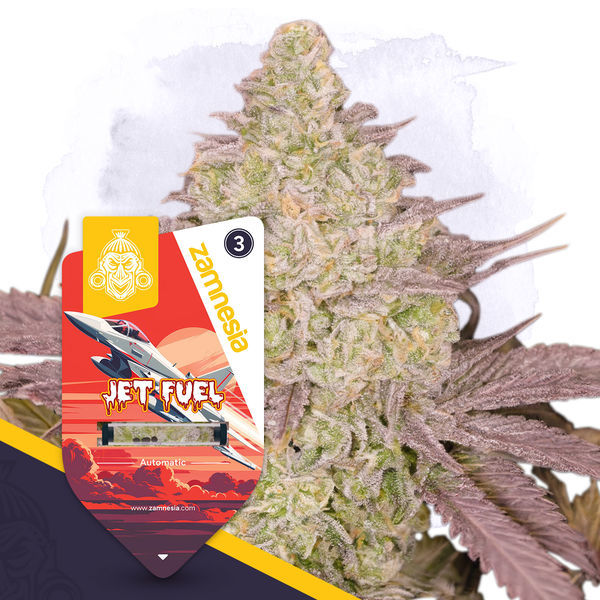 Jet Fuel Autoflower (Zamnesia Seeds) feminizada