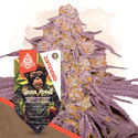 Grease Monkey Autoflower (Zamnesia Seeds) feminizada