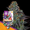 White Runtz Autoflower (Zamnesia Seeds) feminizada