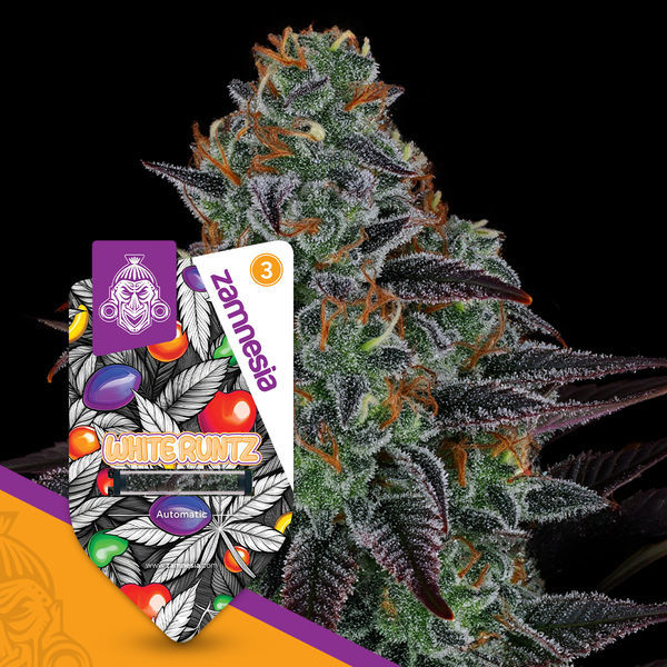 White Runtz Autoflower (Zamnesia Seeds) feminizada