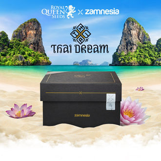 Thai Dream (Royal Queen Seeds x Zamnesia) feminizada