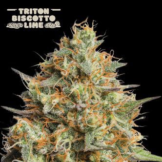 Triton Biscotto Lime Auto (Seedstockers) Feminizada