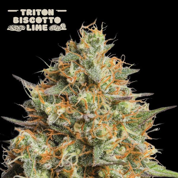 Triton Biscotto Lime Auto (Seedstockers) Feminizada