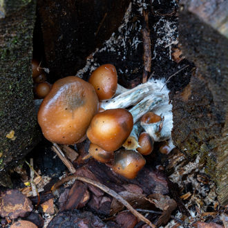 Seringa de cultura líquida Psilocybe azurescens (Acid Shroomz)
