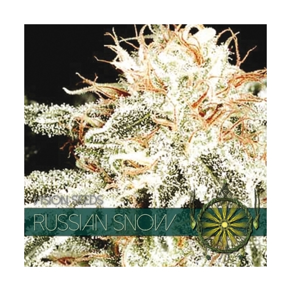 Russian Snow (Vision Seeds) feminizada