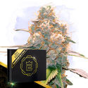 Godfeather OG F1 Autoflorecente (Zamnesia Seeds) Feminizada