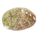 Concha de abalone