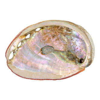 Concha de abalone