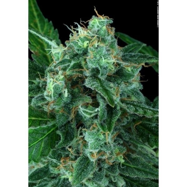Auto Wappa (Paradise Seeds) feminizada