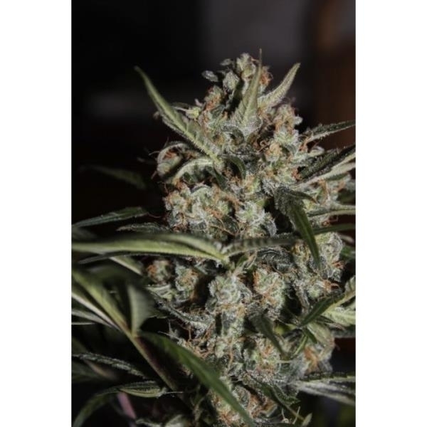 Auto Whiteberry (Paradise Seeds) feminizada