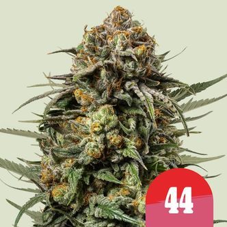 Gelato 44 (Royal Queen Seeds) Feminizado