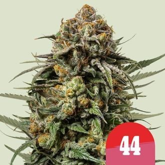 Gelato 44 (Royal Queen Seeds) Feminizado
