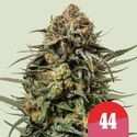 Gelato 44 (Royal Queen Seeds) Feminizado