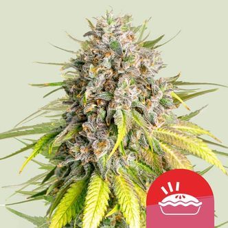 Punch Pie (Royal Queen Seeds) Feminizada