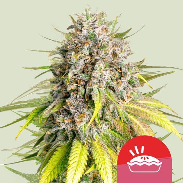 Punch Pie (Royal Queen Seeds) Feminizada