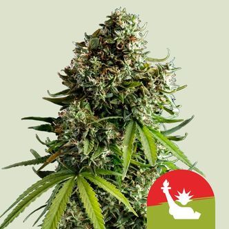 NYC Sour D Automática (Royal Queen Seeds) Feminizada