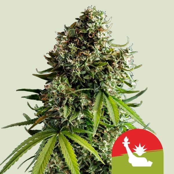 NYC Sour D Autoflorescente (Royal Queen Seeds) Feminizada