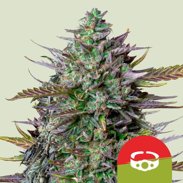 GOAT'lato Autoflorescente (Royal Queen Seeds) Feminizada