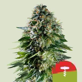 Corkscrew Autoflorescente (Royal Queen Seeds) Feminizada