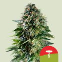 Corkscrew Autoflorescente (Royal Queen Seeds) Feminizada