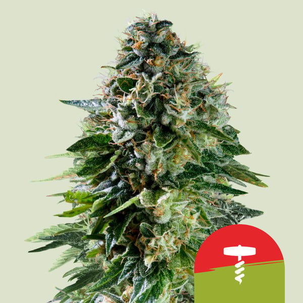 Corkscrew Autoflorescente (Royal Queen Seeds) Feminizada