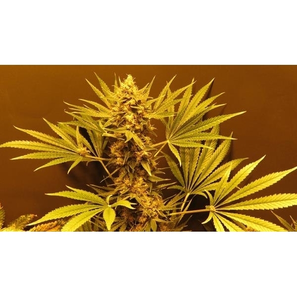 G13 Haze (Mr. Nice) regular