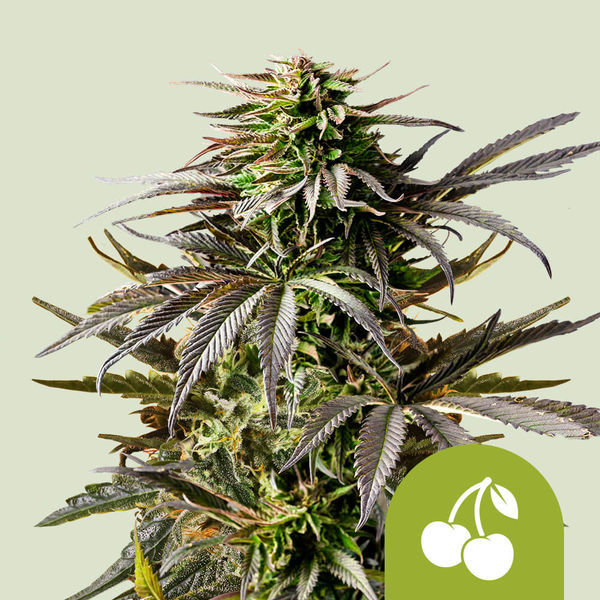 Cherry Pie Autoflorescente (Royal Queen Seeds) Feminizada