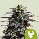 Granddaddy Purple Autoflower (Royal Queen Seeds) feminizada